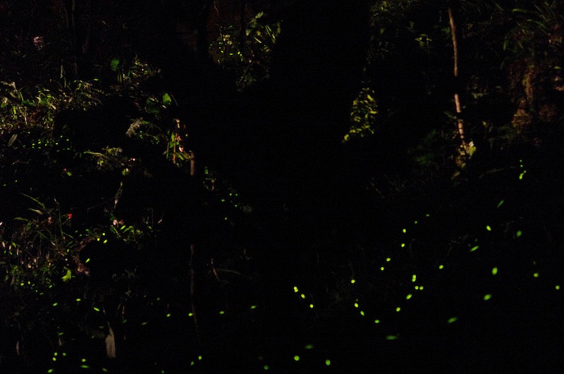 Firefly Watching, one of many activities in Puerto Princesa, Palawan