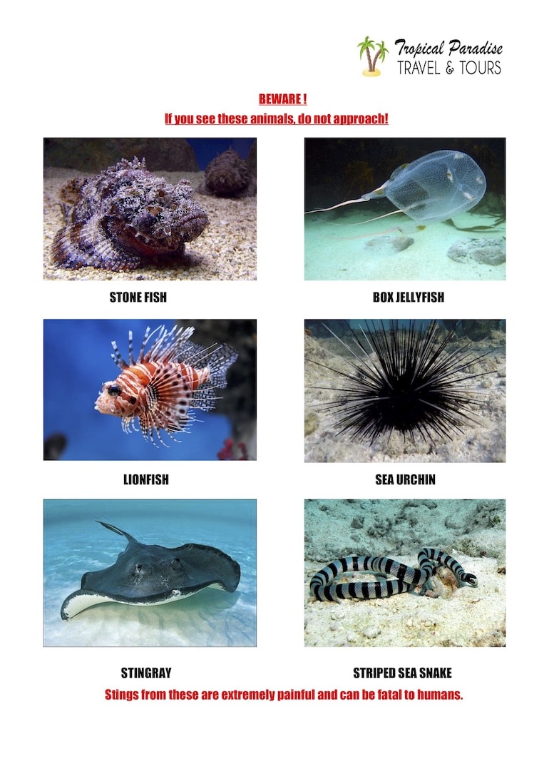 Most Dangerous Sea Animals (by Tropical Paradise Travel & Tours)