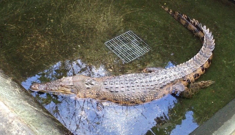 Palawan Rescue and Wildlife Center, Puerto Princesa