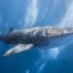Swim with Whale Sharks in Puerto Princesa, Palawan