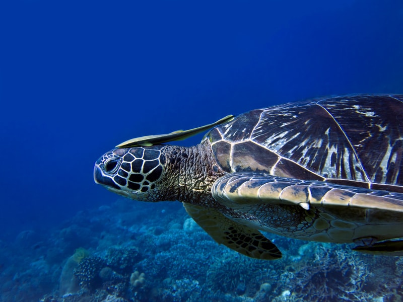 Turtle Bay Sanctuary in Port Barton, Palawan