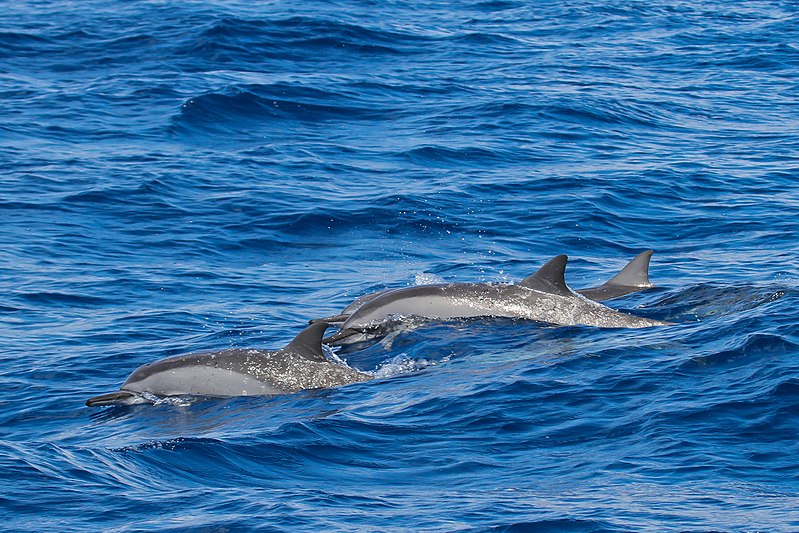 Spinner Dolphins - Whale-Watching in Puerto Princesa